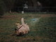 wrestling an aligator.