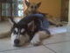 With my big brother Gandalf