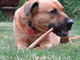 Content with treat, Portland, OR