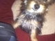 A couple of months old