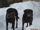 Loving the Snow