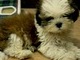 2 months old