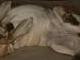 Goodnight Summer...enjoy doggy heaven!