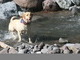 Throw another stick, PLEASE!