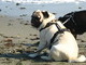 Vega playing at the beach