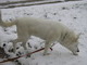 Loved to play in the snow  ....  a Snow Girl!