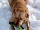 Playing frisbee in the snow.