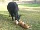 playing with the cow