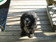 Lacey at the Cabin - waiting for her Boatride