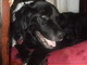 Wolfies picture last day of his short life