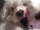 Lucky yawning