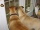 Great Watch Dogs..watches the burgler come in and steal from us.