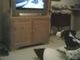 Max watching The Dog Whisperer.