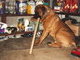 He loved the cardboard paper towel rolls!