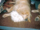 photo caption