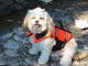 Patiently awaiting a canoe ride at the cottage.