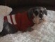  Gus Rosie and I will meet you at the Rainbow Bridge.