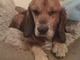 Hooch is waiting for you at the Rainbow Bridge Gus