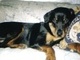 Nikka when she was a puppy:)