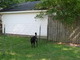 Waiting to bark