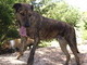 Stryker Puppy