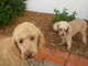 Chloe with cousin Higgley the Labradoodle