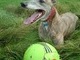 Max at the track with his favourite ball