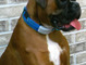 Good Boy Sargie!! We love you!