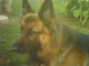 Max in the garden