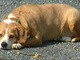 Warming himself in the driveway.