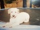 The younger Scruffy. You would jump with us on the trampoline