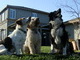 In line for treats