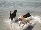 Rocky and Buster at fisherman's cove, N. Jersey