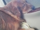 Rusty sleeping in the car on a trip to NC