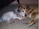 Sadie & Her Best Buddy, Jankasaurus