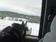 Watchin' the Sled Dogs run.