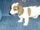 When I was just 8 weeks old