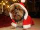 SImon at Christmas
