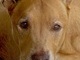 Skipper