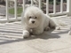 Fluffy sunning on the deck