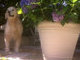 Smelling the first spring flowers of 2010 in NYC