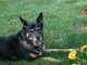 I never met a doggie that liked to stop and smell the flowers till we had Tasha come to live with us!