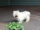 Himself at c. 15 years, at his favorite place, the front porch