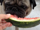 Duffer loved watermelon