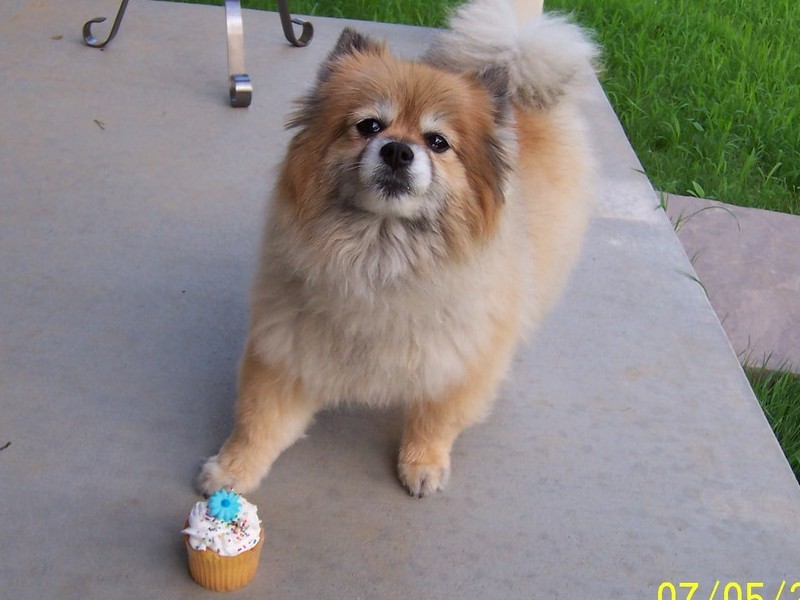Bailey celebrating her 10th Birthday!