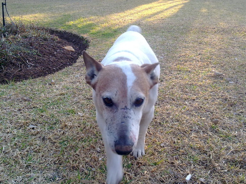 J.C walking in the garden