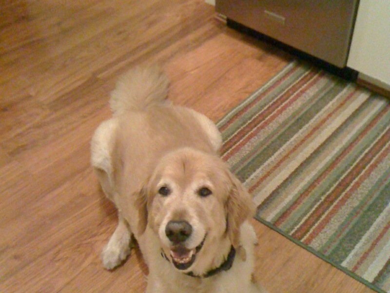 waiting for a treat in the kitchen