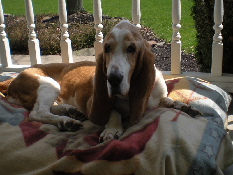 Laying in the sun on our front porch