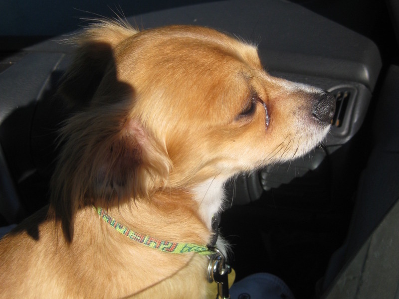 Enjoying the breeze