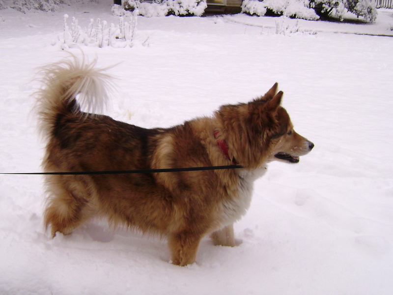 2010: Beatiful snow, beautiful dog